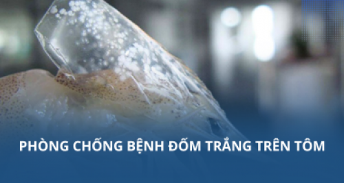 Phòng chống bệnh đốm trắng trên tôm